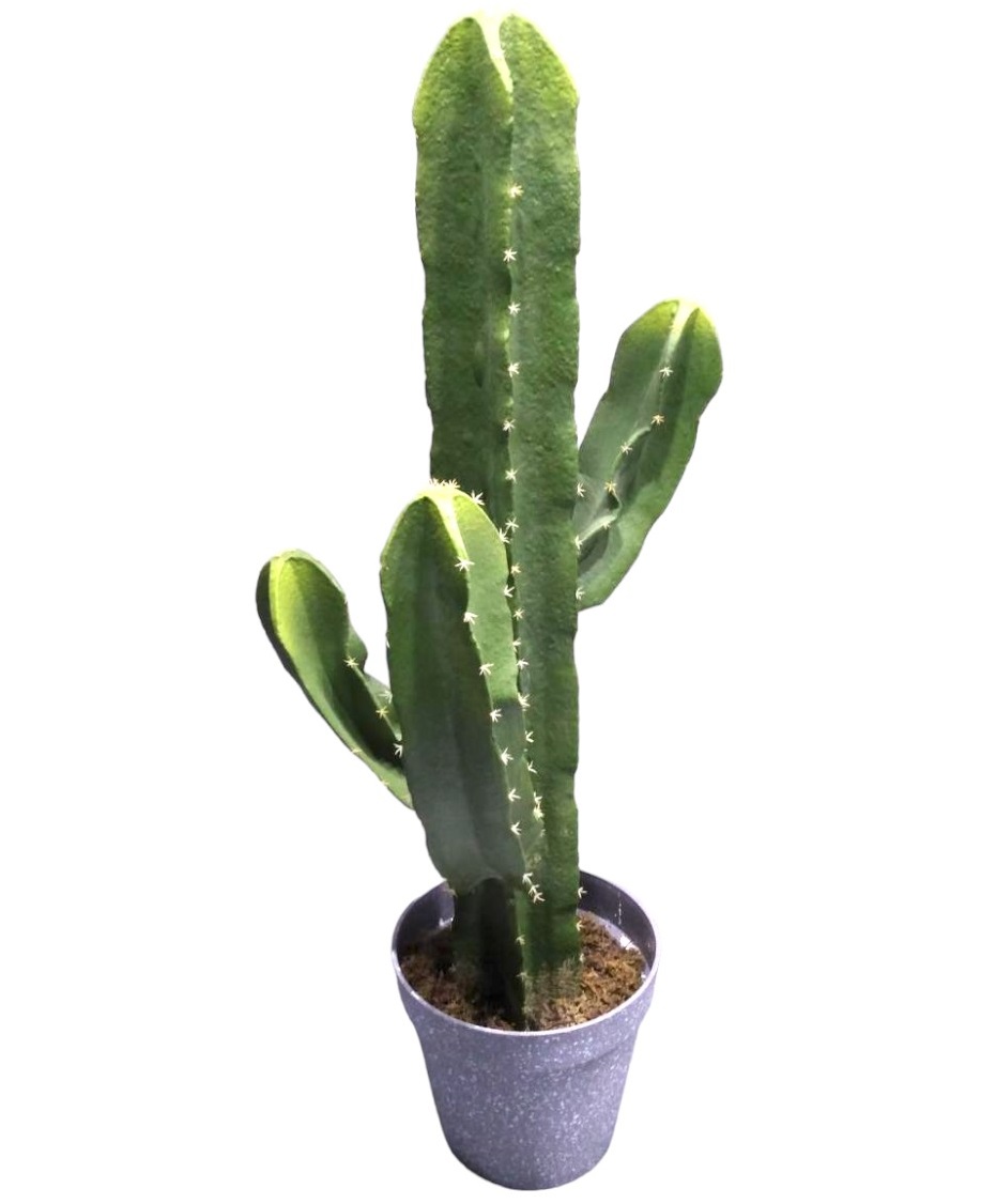 efeu groß kaufen Gemeiner Efeu (Hedera helix) | 100-125 cm im Topf