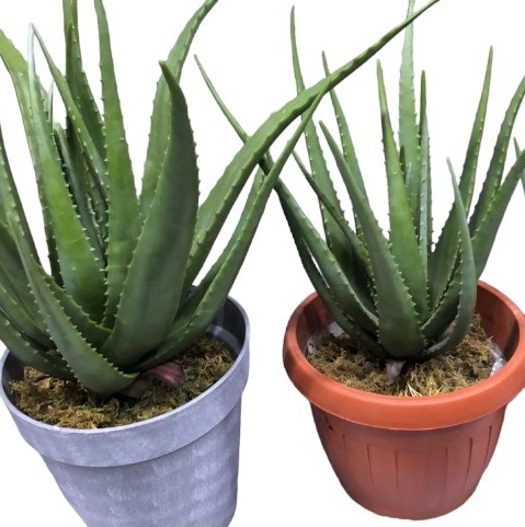 chlorophytum comosum hawaiian Spider Hardy Plant Hanging Basket 8” main image 0